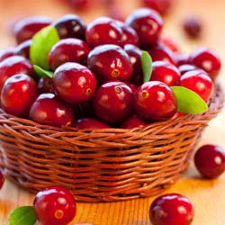 Cranberry, Canneberge